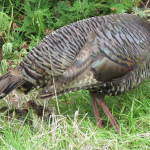 201806 turkey3.png